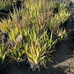 Agave Plants