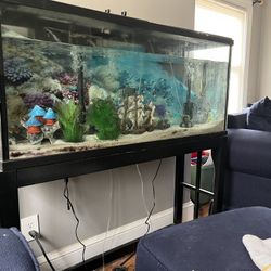 50 Gallon Aquarium 