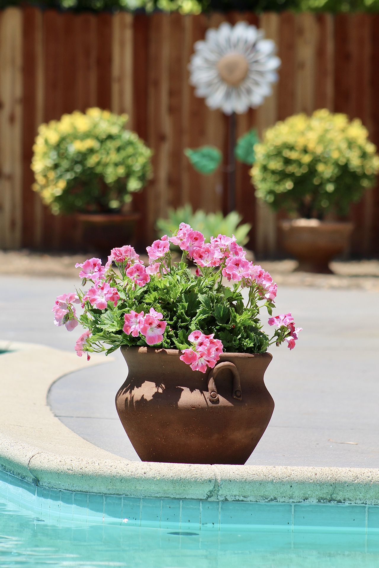 Beautiful Flowers In An Equally Beautiful Terracotta Pot