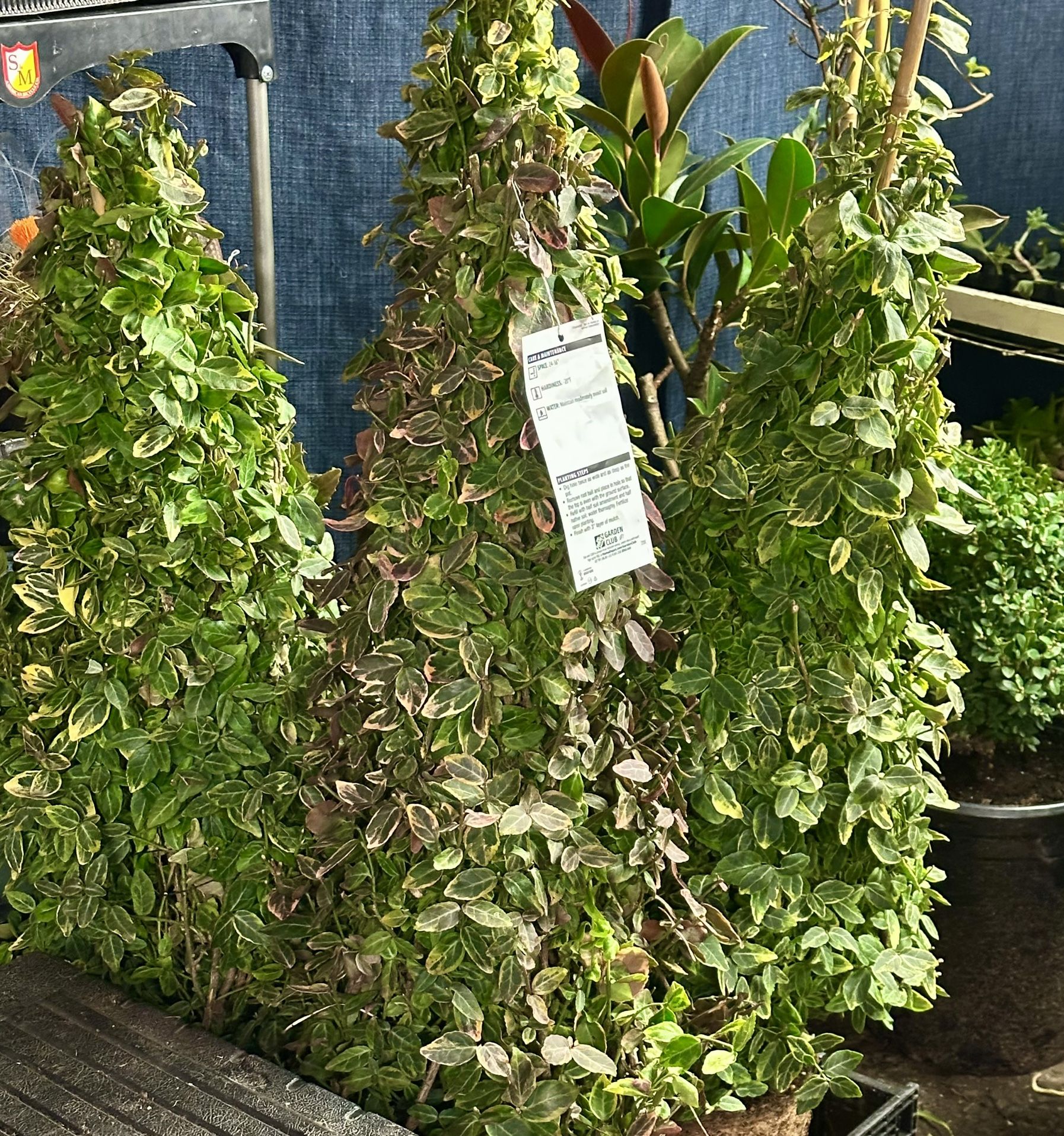 Winter Creeper4+Ft X4 Retal At $79.99 Ea$35ea Or $125 For All