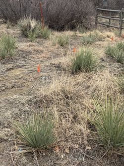 Free Cactus Many Types