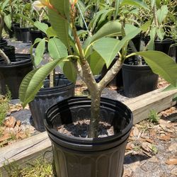 Yellow Plumeria