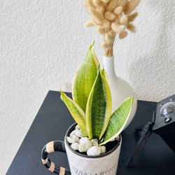 Sansevieria Trifasciata Plant 
