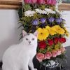 Mayra