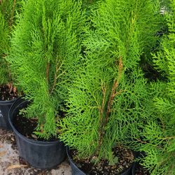 Pinos Tulia Cypress 3gallon 2.5ft Tall