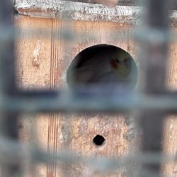 Cockatiel Bird/ Cage 