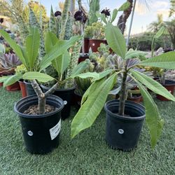 Plumeria Plant Pink Yellow 