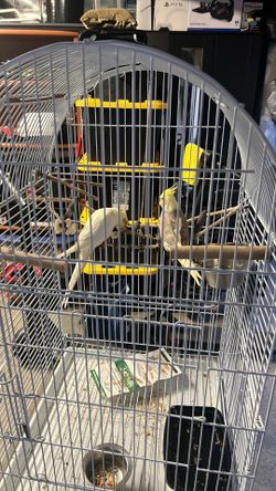 2 Adult Cockatiels + Large Flight Cage on Wheels