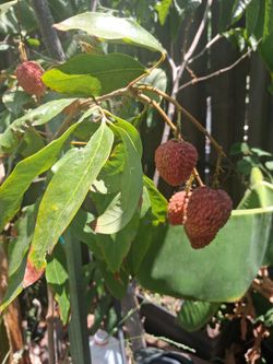Rare types of Lychee trees