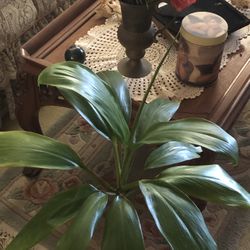 Hawaiian  Sacred King Of Ti Plant ! 1foot 8 Inch Tall from dirt, 