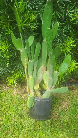 Tuna cactus 3 gallon