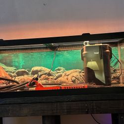 60 Gallon Fish Tank 