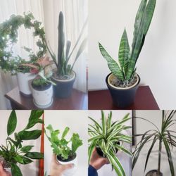 Assorted HOUSE PLANTS , Peace Lily, U Lol