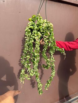 6” XL hindu rope hoya