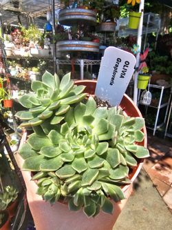 Succulent  plants $5 ea 4"pot