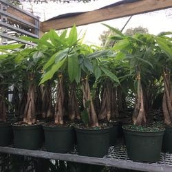 Money Tree In 6”pot. SPECIAL PRICE !🤩
