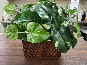 Golden Dieffenbachia, 20"h silk plant by the brand Nearly Natural