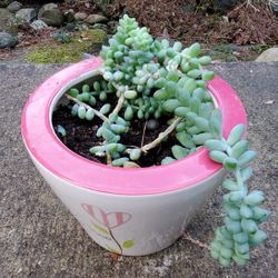 Donkey Tail Plant