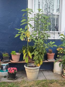 Avocado tree