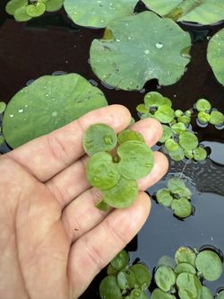 Frogbits aquatic plants Small Size