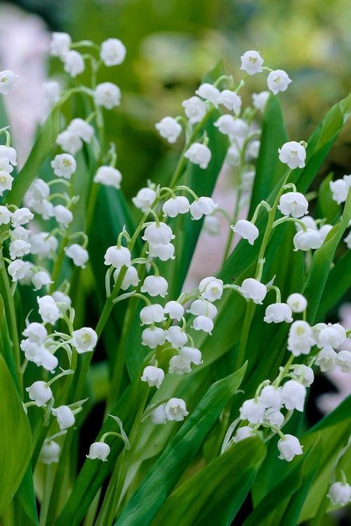 Lily of the valley Plants