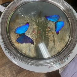 Antique Sterling Silver Brazilian Taxidermy Butterfly Tray 14"