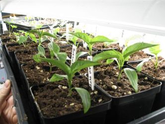 🌶 Chili Pepper Plant🪴 (Black Hungarian) Heirloom A