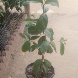 $25 GUAYAVA ROSA 