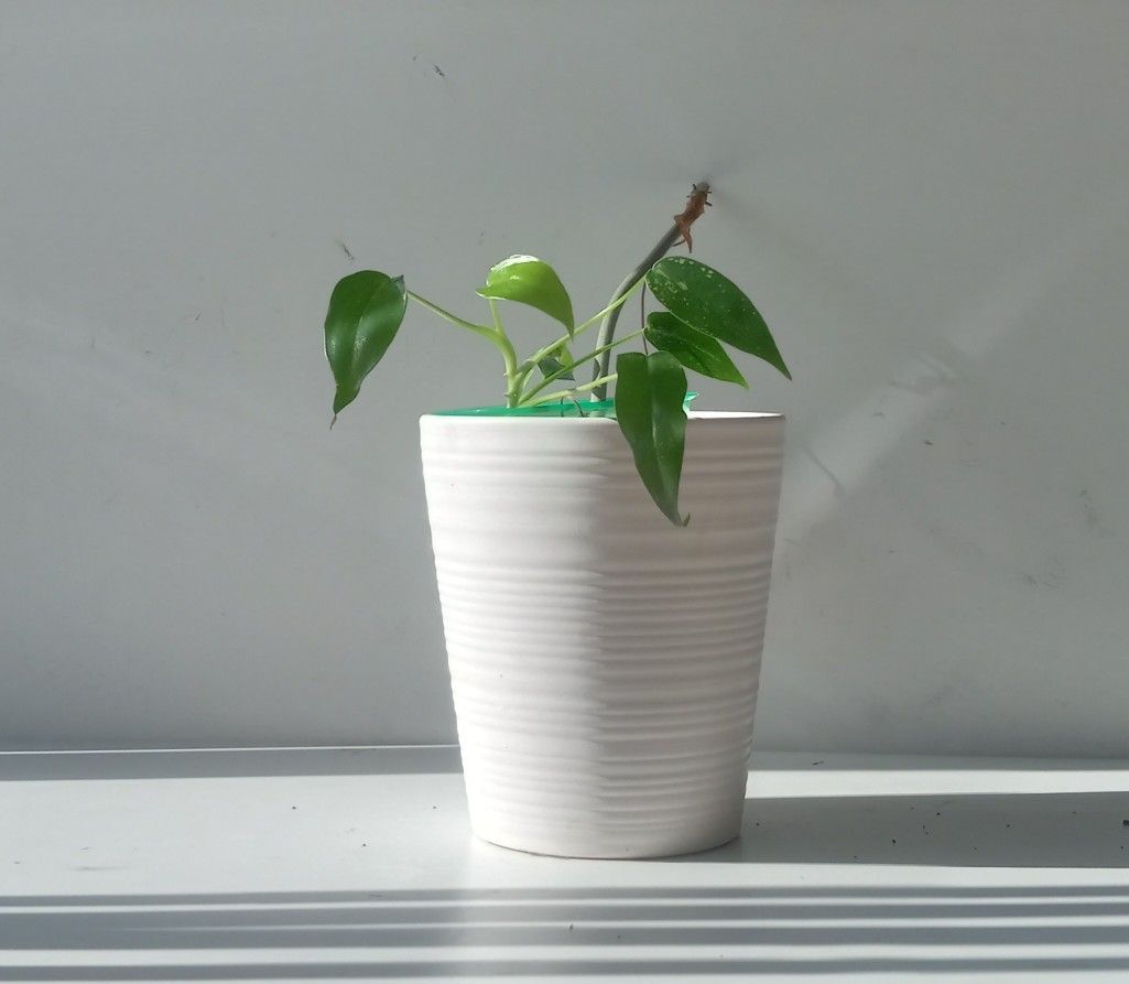 Rare Aroid Philodendron Golden Dragon Plant/ Indoor Plant/ House Plant Flower Patio Garden