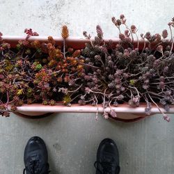 Large Long Tray Of 3 Types Of Succulents. Last 3 Pics Show The 3. Available Only Until End Of May