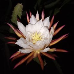 Asunta 5 Ventura Dragon Fruit Cuttings (Rooted Available)