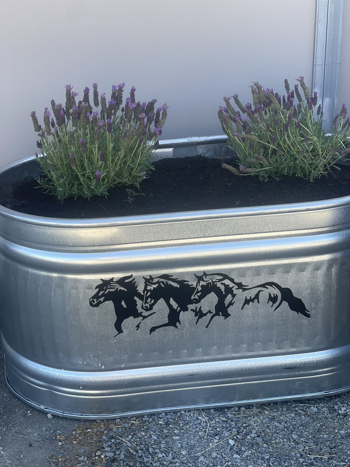 Two Water Tank Planters Completed With Lavender And Carrots Planted And lettuce has $100 worth of dirt along