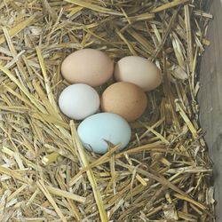 Fertile Chicken Eggs/ Huevo Para Sacar Pollitos