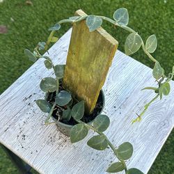 Rhaphidophora Hayati Plant