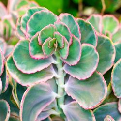 Variegated Kalanchoe Fedtschenkoi "Lavender Scallops" Succulent Plants 🪷🌿
