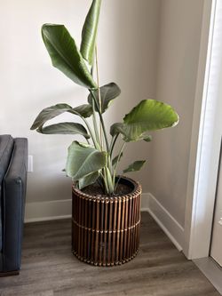 Bird of Paradise (Strelitzia nicolai or reginae)