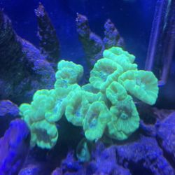 Coral decoration kryptonite green candy cane coral 