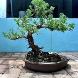 Blue Juniper Bonsai 