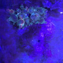 Nexus Bubble Tip Anemone 