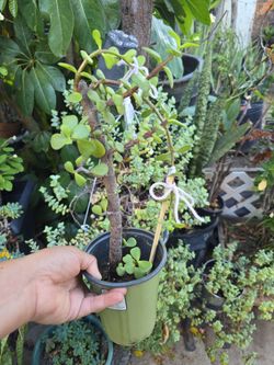 Mini Jade