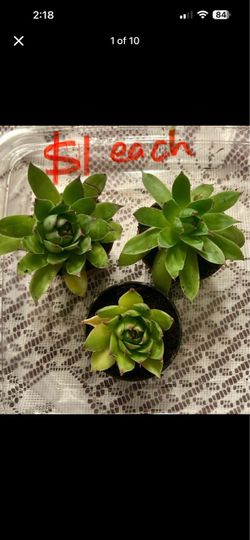 Succulents for sale
