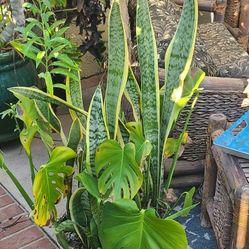 Montsera And Snake Plant