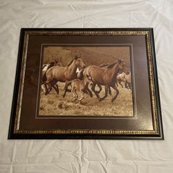 Horse Picture