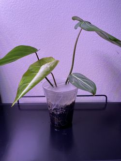 Philodendron Gloriosum