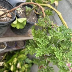 Sitronella