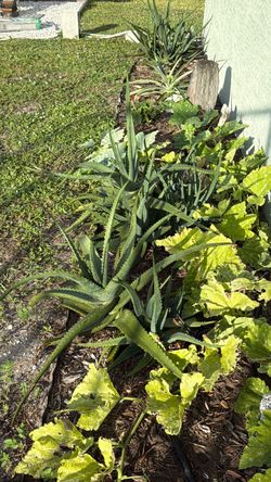 Free - Aloe Vera plant