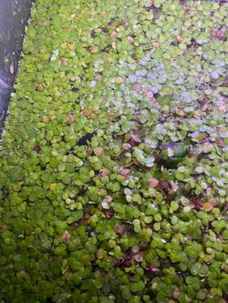 duckweed mix