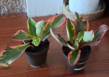 Live Peperomia Ginny Indoor Houseplants With nursery pots each $7 and 2 for $12 only
