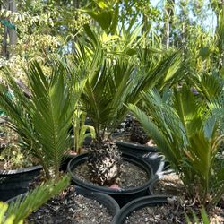Sago Cycad