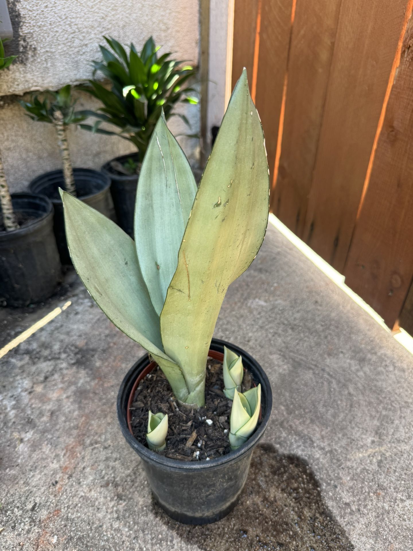 Moonshine Snake Plant 